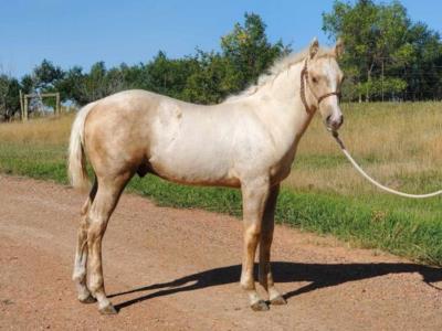 Chalcedony Drift JW <BR> AQHA 6254245